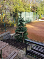 Nov� strom na centr�ln�m dvorci