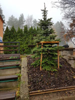 Nov� strom na centr�ln�m dvorci