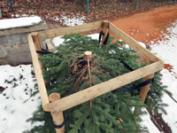 U�ezan� strom na centr�ln�m dvorci