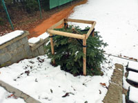 U�ezan� strom na centr�ln�m dvorci