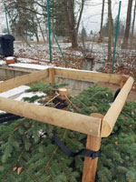 U�ezan� strom na centr�ln�m dvorci