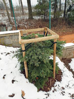 U�ezan� strom na centr�ln�m dvorci