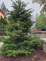 Nov� strom na centr�ln�m dvorci