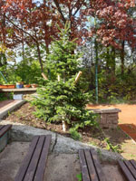 Nov� strom na centr�ln�m dvorci