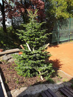 Nov� strom na centr�ln�m dvorci