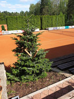 Nov� strom na centr�ln�m dvorci