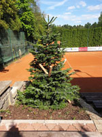 Nov� strom na centr�ln�m dvorci