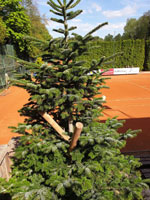 Nov� strom na centr�ln�m dvorci