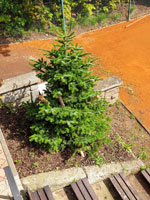 Nov� strom na centr�ln�m dvorci