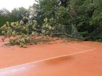 Spadl� strom dvorec �.8