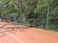 Spadl� strom dvorec �.8