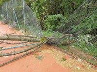 Spadl� strom dvorec �.8