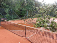 Spadl� strom dvorec �.8