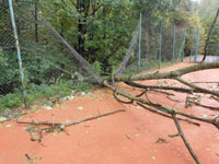 Spadl� strom dvorec �.8