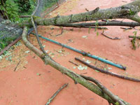 Spadl� strom dvorec �.8