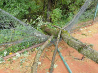 Spadl� strom dvorec �.8