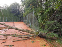 Spadl� strom dvorec �.8