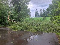 Spadl� stromy po vich�ici