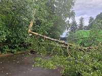 Spadl� stromy po vich�ici