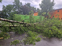 Spadl� stromy po vich�ici