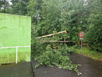 Spadl� stromy po vich�ici