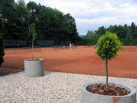 Dvorce pes nov stromeky